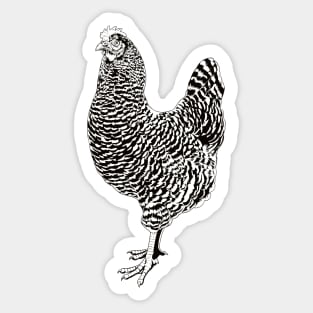 Drawing of an Plymouth Rock chicken Sticker